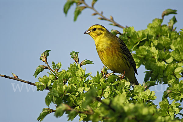 Goldammer (Emberiza citrinella)