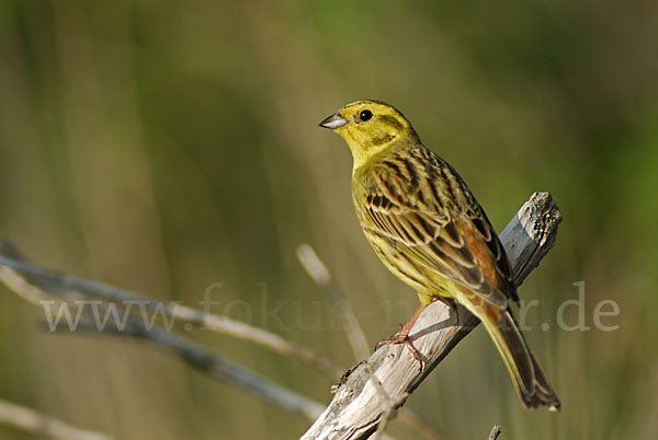 Goldammer (Emberiza citrinella)