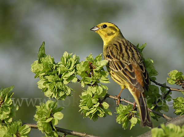 Goldammer (Emberiza citrinella)