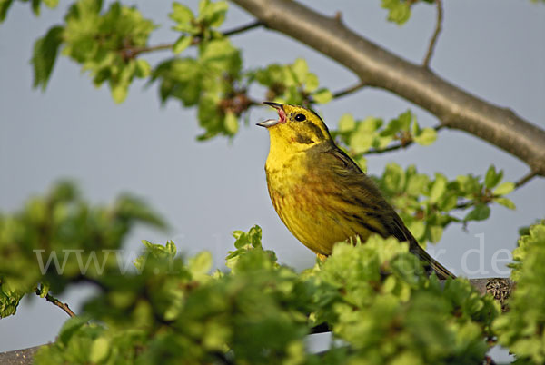 Goldammer (Emberiza citrinella)