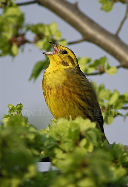 Goldammer (Emberiza citrinella)