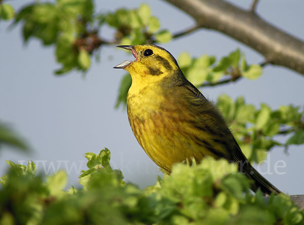 Goldammer (Emberiza citrinella)