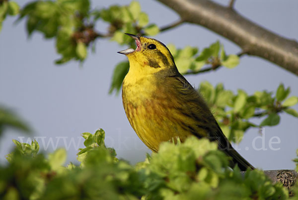 Goldammer (Emberiza citrinella)