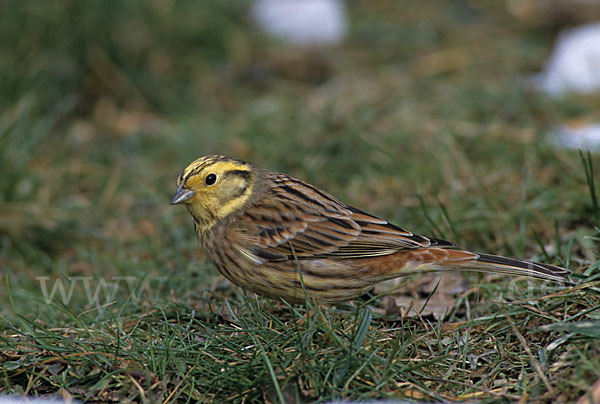 Goldammer (Emberiza citrinella)