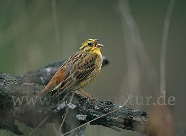 Goldammer (Emberiza citrinella)