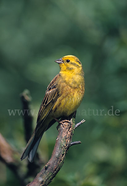 Goldammer (Emberiza citrinella)