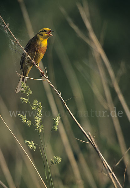 Goldammer (Emberiza citrinella)