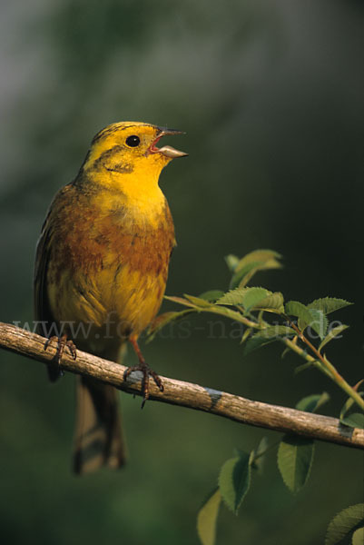 Goldammer (Emberiza citrinella)