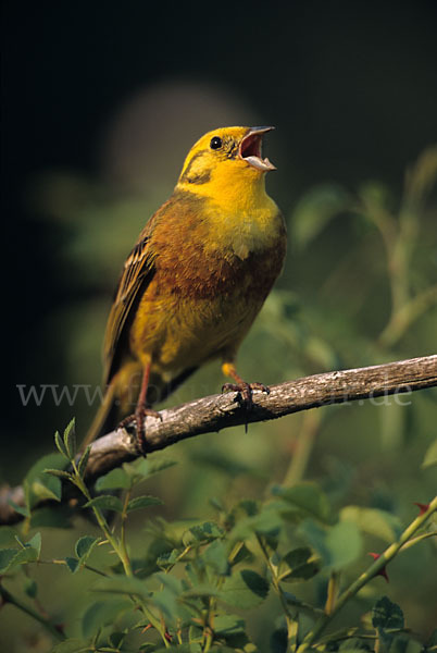 Goldammer (Emberiza citrinella)