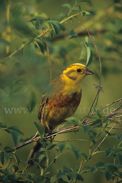 Goldammer (Emberiza citrinella)