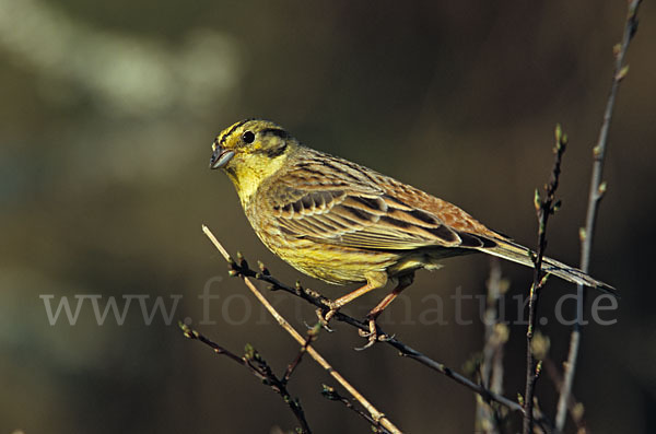 Goldammer (Emberiza citrinella)