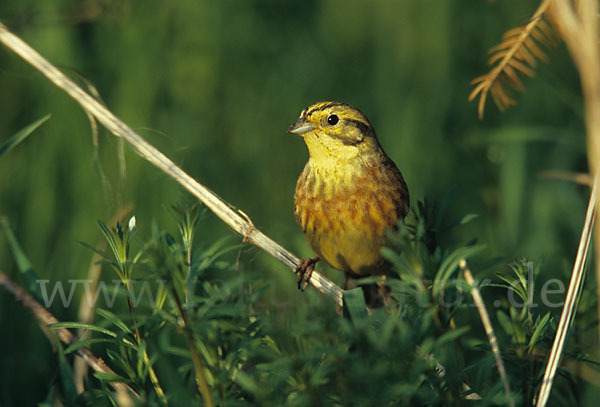 Goldammer (Emberiza citrinella)