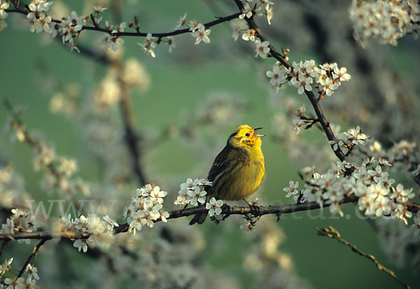 Goldammer (Emberiza citrinella)