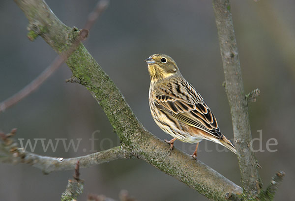 Goldammer (Emberiza citrinella)