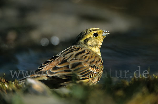 Goldammer (Emberiza citrinella)