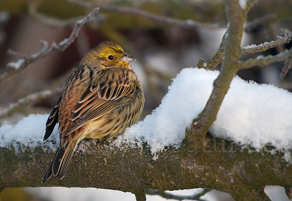 Goldammer (Emberiza citrinella)