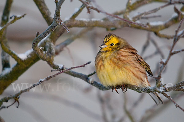 Goldammer (Emberiza citrinella)