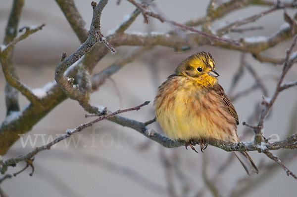 Goldammer (Emberiza citrinella)