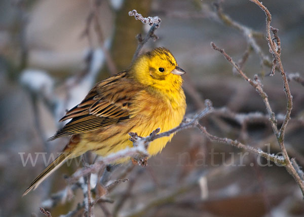 Goldammer (Emberiza citrinella)