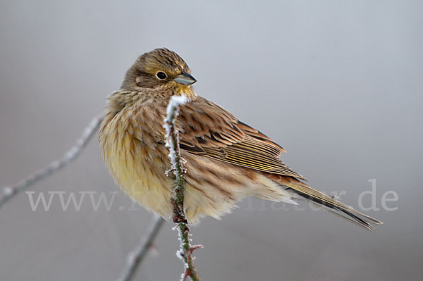 Goldammer (Emberiza citrinella)