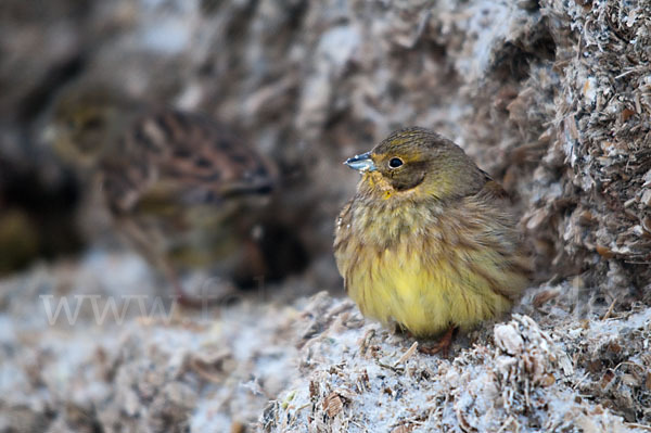 Goldammer (Emberiza citrinella)