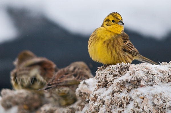 Goldammer (Emberiza citrinella)