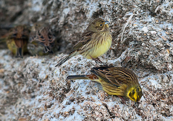 Goldammer (Emberiza citrinella)