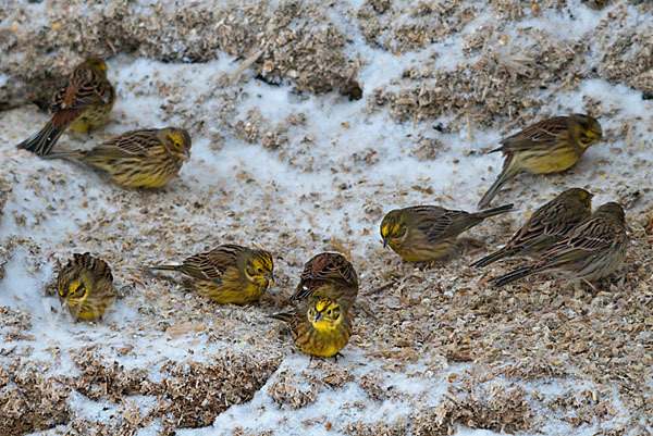 Goldammer (Emberiza citrinella)