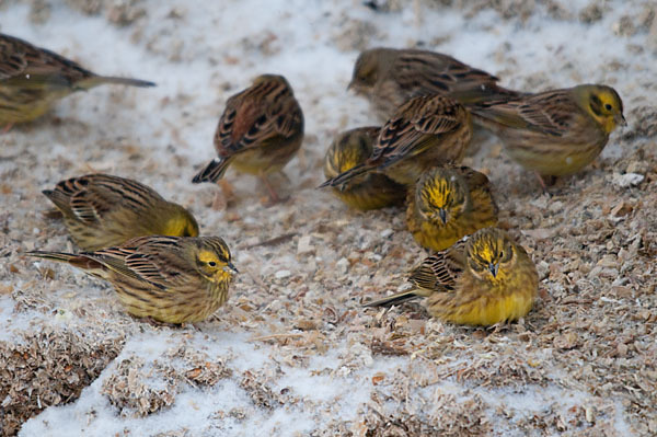 Goldammer (Emberiza citrinella)