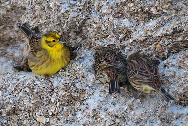 Goldammer (Emberiza citrinella)