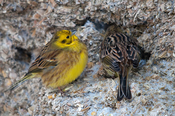 Goldammer (Emberiza citrinella)