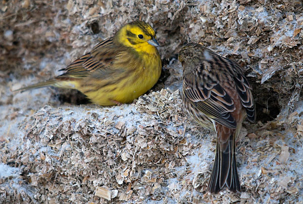 Goldammer (Emberiza citrinella)