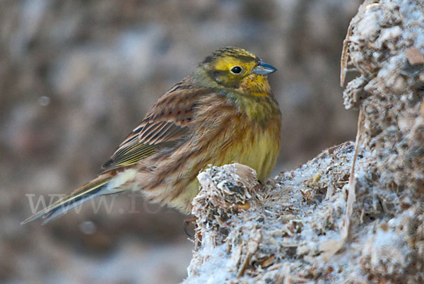 Goldammer (Emberiza citrinella)