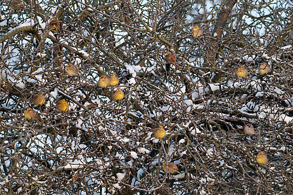 Goldammer (Emberiza citrinella)