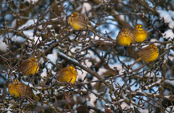 Goldammer (Emberiza citrinella)