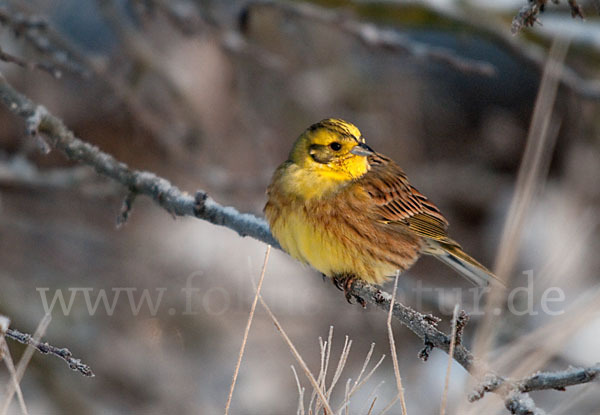 Goldammer (Emberiza citrinella)