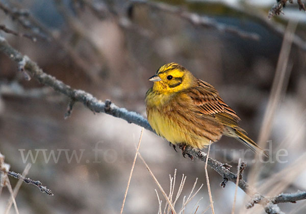 Goldammer (Emberiza citrinella)