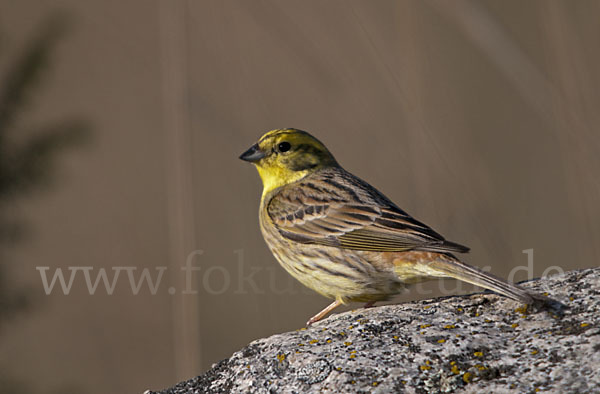 Goldammer (Emberiza citrinella)