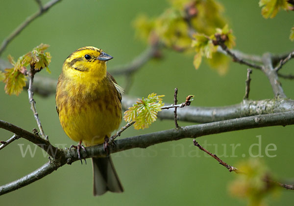 Goldammer (Emberiza citrinella)