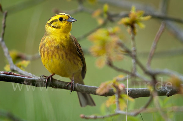 Goldammer (Emberiza citrinella)