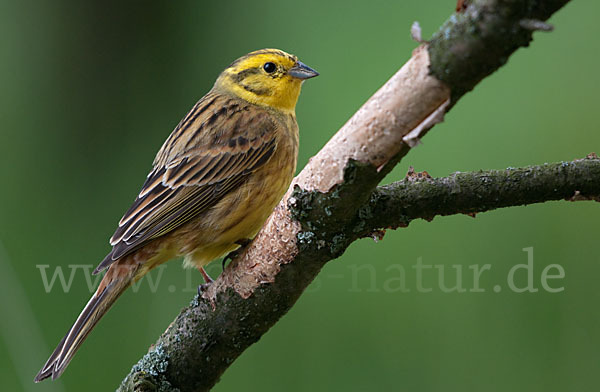 Goldammer (Emberiza citrinella)