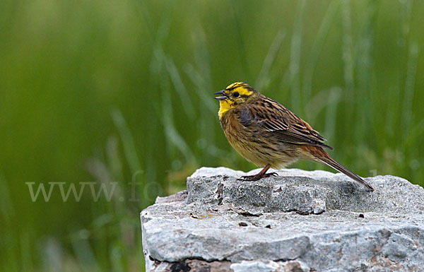 Goldammer (Emberiza citrinella)