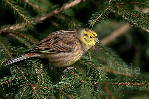 Goldammer (Emberiza citrinella)