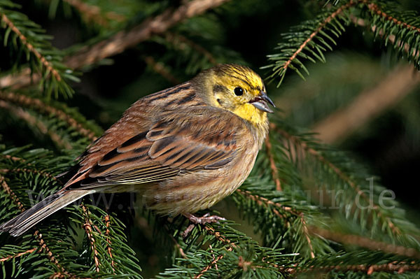 Goldammer (Emberiza citrinella)