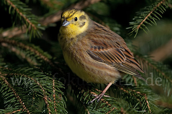 Goldammer (Emberiza citrinella)