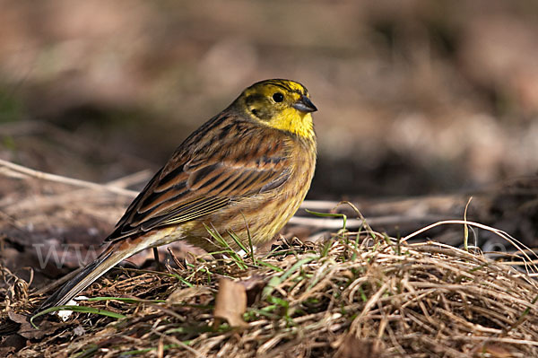 Goldammer (Emberiza citrinella)