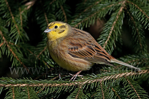 Goldammer (Emberiza citrinella)