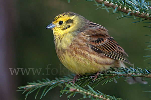 Goldammer (Emberiza citrinella)