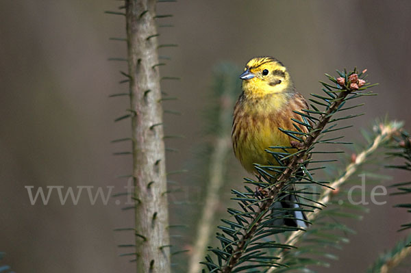 Goldammer (Emberiza citrinella)