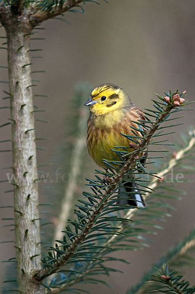 Goldammer (Emberiza citrinella)